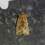 73.197 - Dotted Chestnut
