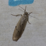 72.039 - Dotted Footman