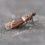 62.007 - Cryptoblabes bistriga