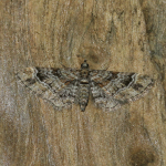 70.141 - Double-striped Pug