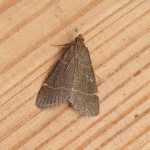 62.076 - Hypsopygia glaucinalis