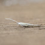 Coleophoridae