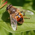 Drone Fly