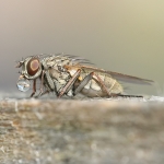 Dung Fly