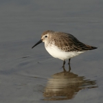 Dunlin