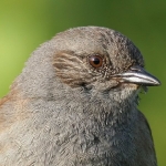 Dunnock