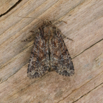 73.154 - Dusky Brocade