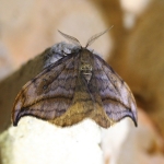 Drepanidae