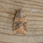 73.183 - Dusky-lemon Sallow