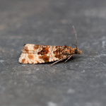 49.154 - Orthotaenia undulana