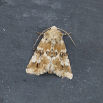 73.120 - Dusky Sallow