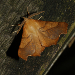 70.235 - Dusky Thorn