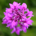 Early-purple Orchid