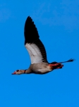 Egyptian Goose