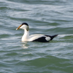 Eider