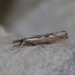 63.095 - Agriphila geniculea