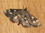 63.018 - Anania coronata