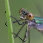 Emerald Damselfly