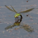 Emperor Dragonfly
