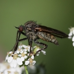 Dance Flies