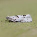 49.254 - Epinotia bilunana