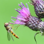 Marmalade Hoverfly