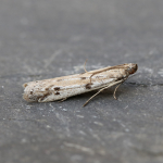 62.058 - Phycitodes binaevella