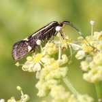 28.019 - Esperia sulphurella