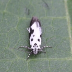 Ethmiidae