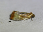 49.090 - Eulia ministrana