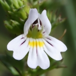 Eyebright