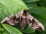 Sphingidae