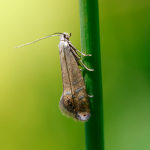 19.002 - Glyphipterix thrasonella