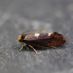Incurvariidae