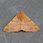70.244 - Feathered Thorn