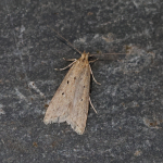 35.029 - Brachmia inornatella