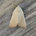 73.137 - Fen Wainscot