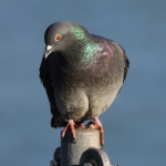 Feral Pigeon