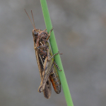 Field Grasshopper