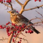 Fieldfare