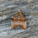48.0071 - Choreutis nemorana