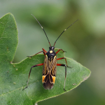 Fine Streaked Bugkin