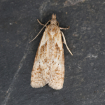 49.092 - Phtheochroa inopiana