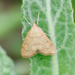63.022 - Anania crocealis