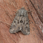 73.131 - Flounced Rustic