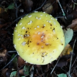 Fly Agaric