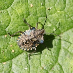 Red-legged Shieldbug