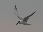 Forster's Tern