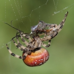Spiders