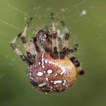 Four Spot-Orbweaver